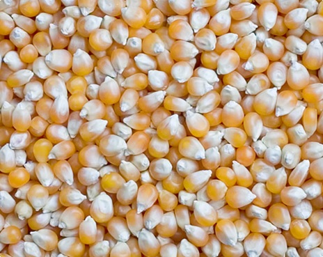 corn