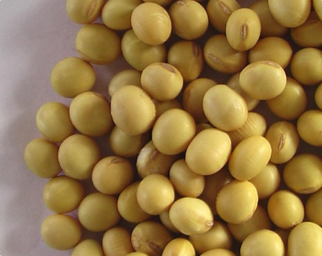 Soya Bean Seeds